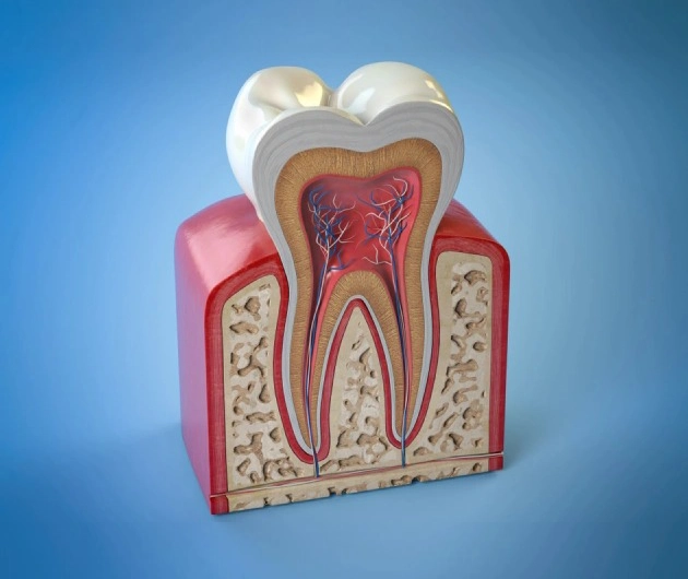 Anatomical model of tooth cross-section showing internal structure, pulp, and root canals in educational dental display.